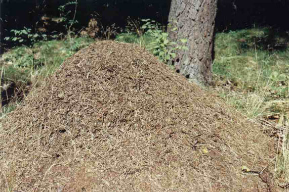 Eyckenstein_Bosmierenhoop_20020730