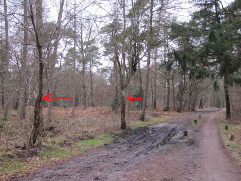 Meidoorns_Karnemelkseweg_20120218