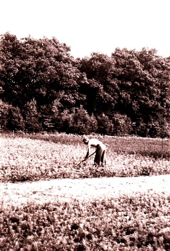 19530815 Rutger schoffelt in de kwekerij