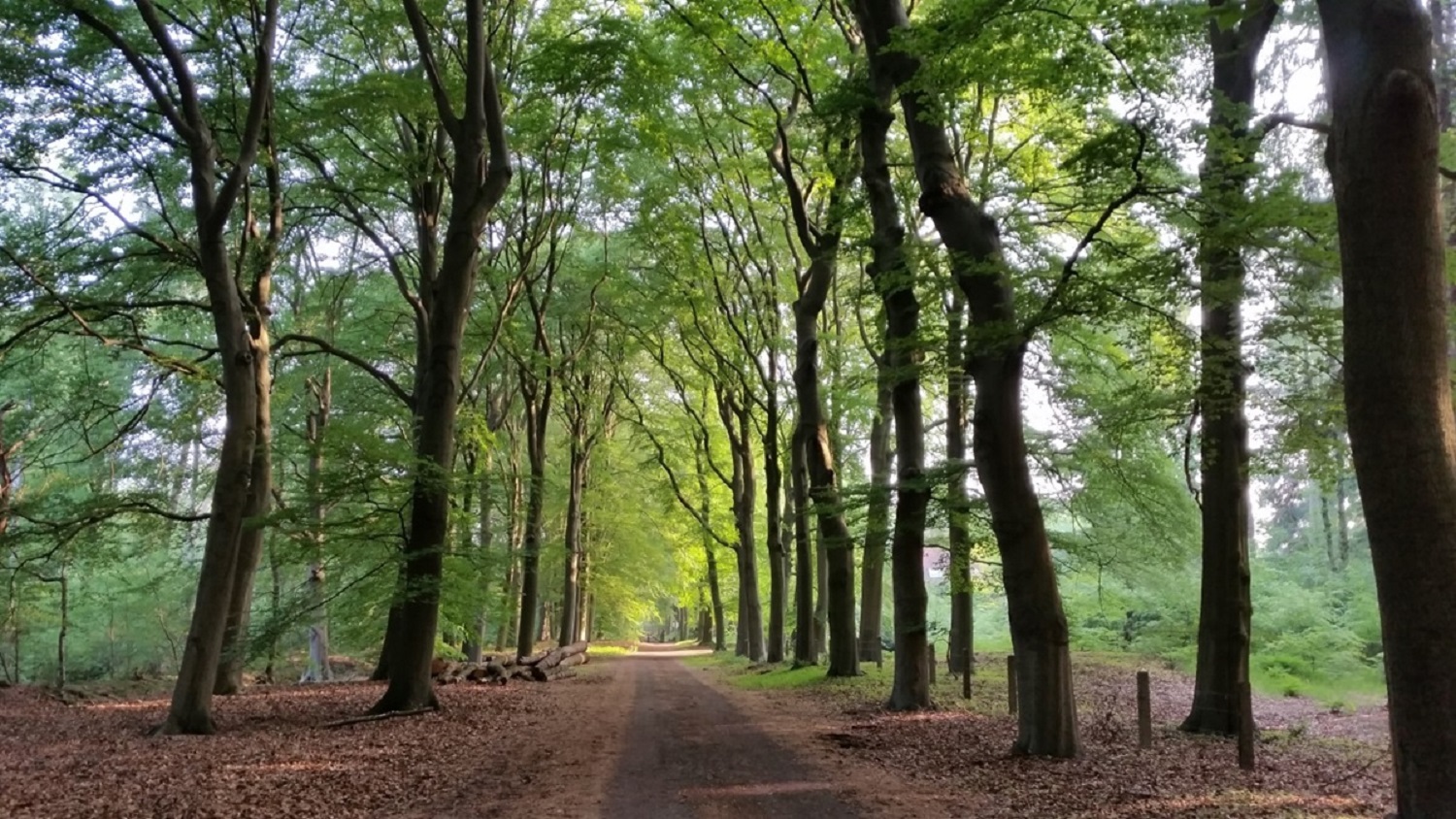 Broedvogelonderzoek Ridderlaan - 1500