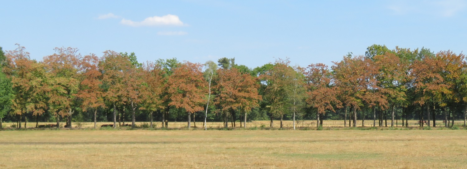 droogte-laanbomen-1500