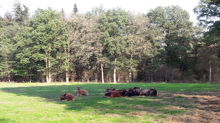 droogte-stieren-groen-750