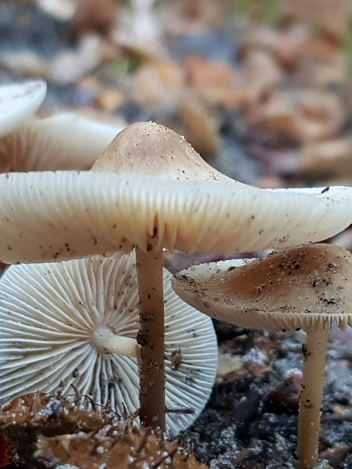 witte-satijnvezelkop-20181028-500