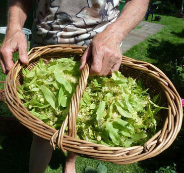 Landgoedprodukten kruidentuin1