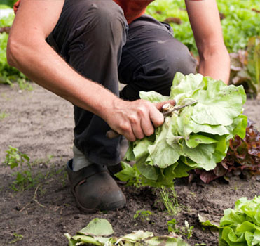 Landgoedprodukten_moestuin4