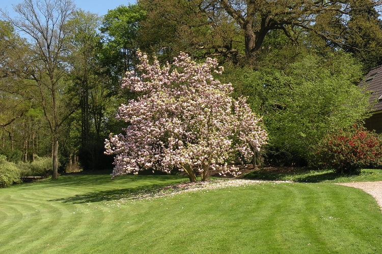 Magnolia soulangiana